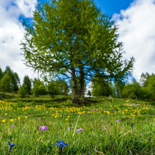 Maximize Your Spring Hiking with the BOLO Pack: Tips and Tricks